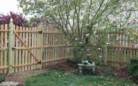Cedar Spaced Board Fence